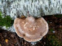 Großer tellerförmiger brauner Baumpilz an Birkenstamm